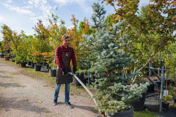 Best Tree Branch Trimming  in Junction, TX